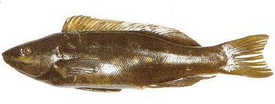 Butterfish