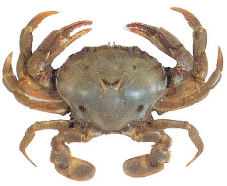Common Crab (Paddle Crab)