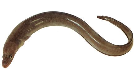 Conger Eel