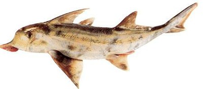 Elephant Fish