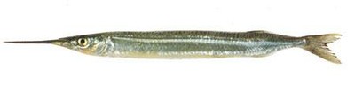 Garfish (Piper)