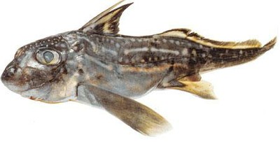 Ghostshark (Dark)
