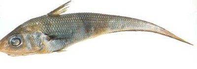 Grenadiers (Rattail * has about 50 species)