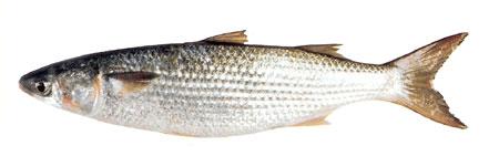 Grey Mullet
