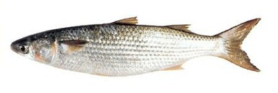 Grey Mullet