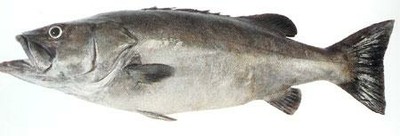 Groper (Hapuka)
