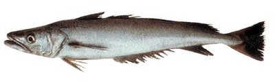 Hake