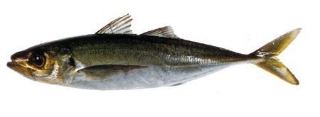Jack Mackerels