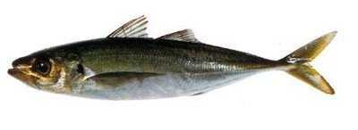 Jack Mackerels