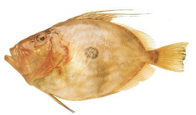 John Dory
