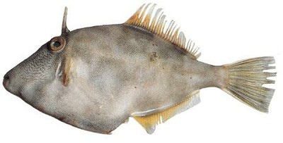 Leatherjacket (Creamfish)
