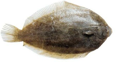Lemon Sole