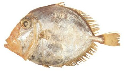 Lookdown Dory