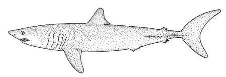 Mako Shark
