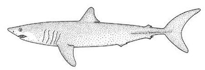 Mako Shark