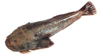 Monkfish