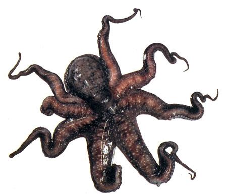 Octopus