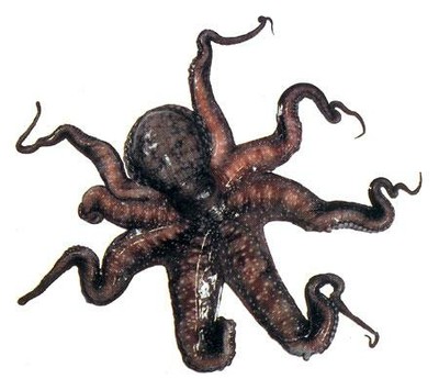 Octopus