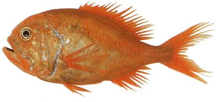 Orange Roughy
