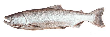 Quinnat Salmon (Pacific / King Salmon)
