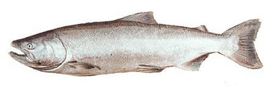 Quinnat Salmon (Pacific / King Salmon)