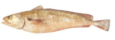 Red Cod