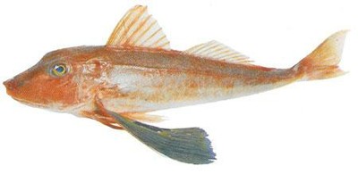 Red Gurnard (Gurnard)