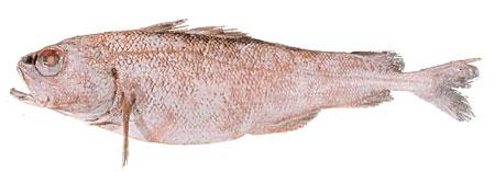 Ribaldo (Deep-Sea Cod)
