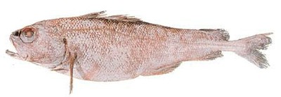 Ribaldo (Deep-Sea Cod)