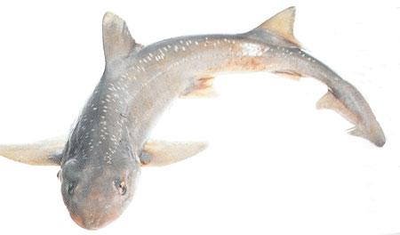Rig (Spotted Dogfish)