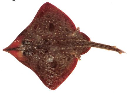 Rough Skate