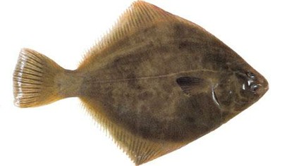 Sand Flounder