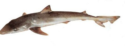School Shark (Greyboy, Flake)