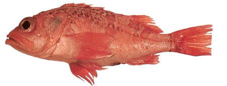 Sea Perch