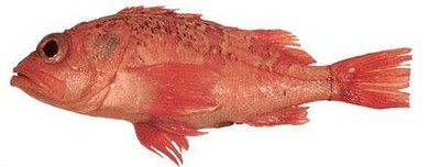 Sea Perch