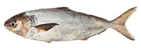 Silver Warehou