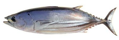 Skipjack Tuna