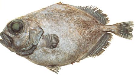 Smooth Oreo Dory