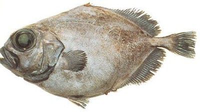 Smooth Oreo Dory