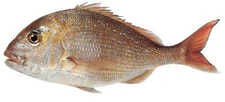 Snapper