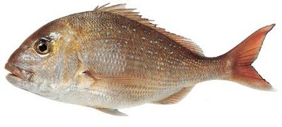 Snapper
