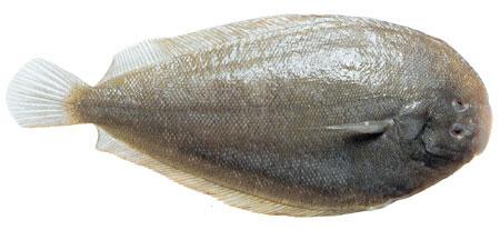 NZ Sole