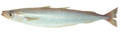 Southern Blue Whiting