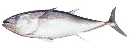 Southern Bluefish Tuna
