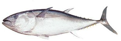 Southern Bluefish Tuna