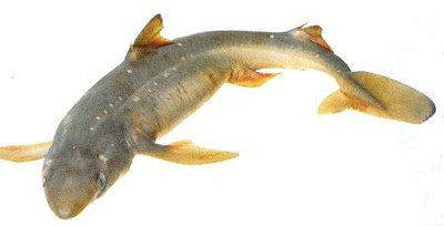 Spiny Dogfish