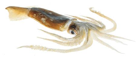 Squid (Arrow)