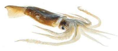 Squid (Arrow)
