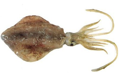 Squid (Broad)