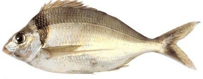 Tarakihi